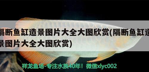 隔斷魚缸造景圖片大全大圖欣賞(隔斷魚缸造景圖片大全大圖欣賞)