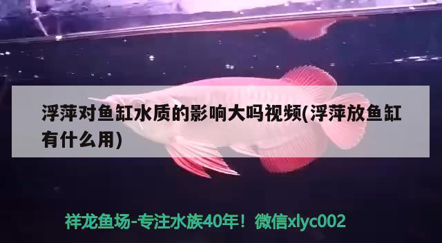 浮萍對(duì)魚(yú)缸水質(zhì)的影響大嗎視頻(浮萍放魚(yú)缸有什么用)