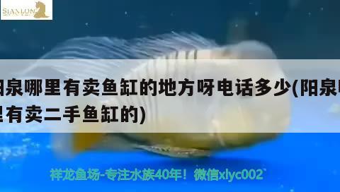 陽泉哪里有賣魚缸的地方呀電話多少(陽泉哪里有賣二手魚缸的) 非洲象鼻魚