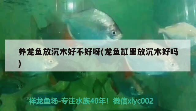 養(yǎng)龍魚放沉木好不好呀(龍魚缸里放沉木好嗎) PH調(diào)節(jié)劑