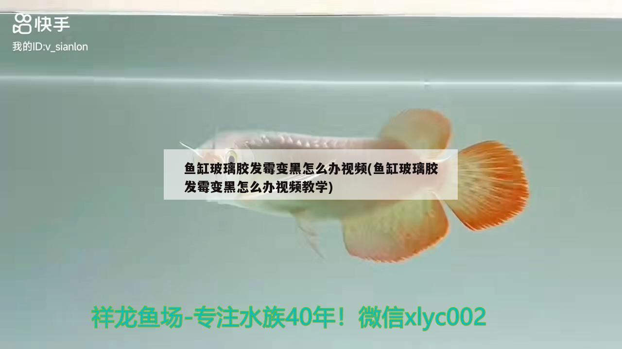 魚缸玻璃膠發(fā)霉變黑怎么辦視頻(魚缸玻璃膠發(fā)霉變黑怎么辦視頻教學(xué)) 一眉道人魚苗