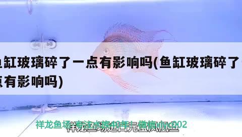 魚缸玻璃碎了一點有影響嗎(魚缸玻璃碎了一點有影響嗎) 申古銀版魚