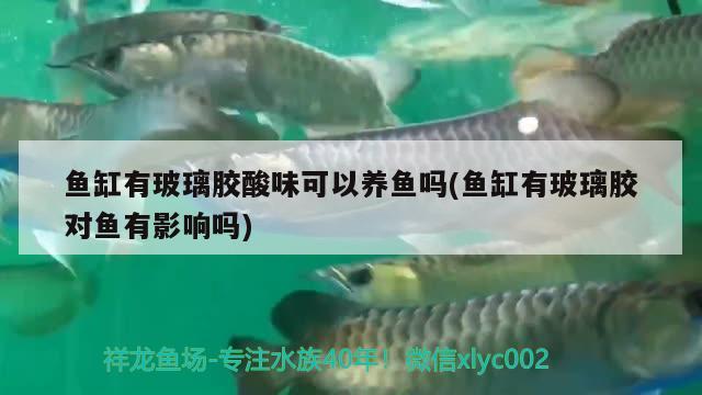 魚缸有玻璃膠酸味可以養(yǎng)魚嗎(魚缸有玻璃膠對魚有影響嗎)