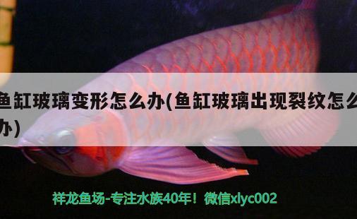 魚(yú)缸玻璃變形怎么辦(魚(yú)缸玻璃出現(xiàn)裂紋怎么辦) 巨骨舌魚(yú)