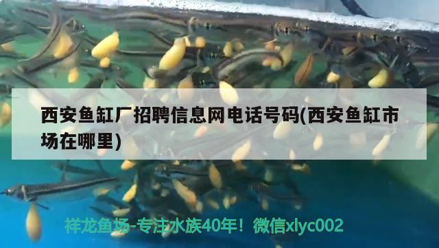 西安魚(yú)缸廠招聘信息網(wǎng)電話(huà)號(hào)碼(西安魚(yú)缸市場(chǎng)在哪里)