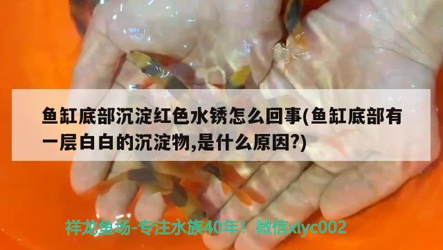 魚缸底部沉淀紅色水銹怎么回事(魚缸底部有一層白白的沉淀物,是什么原因?) 赤荔鳳冠魚