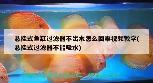 懸掛式魚(yú)缸過(guò)濾器不出水怎么回事視頻教學(xué)(懸掛式過(guò)濾器不能吸水) 觀(guān)賞魚(yú)百科