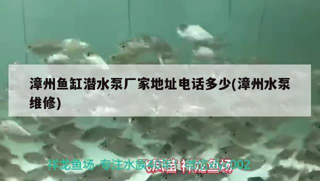 漳州魚缸潛水泵廠家地址電話多少(漳州水泵維修) 觀賞魚進出口