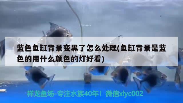 藍色魚缸背景變黑了怎么處理(魚缸背景是藍色的用什么顏色的燈好看) 綠皮皇冠豹魚