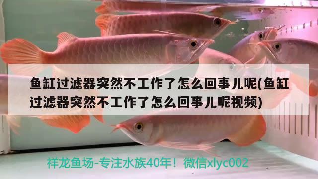 魚缸過濾器突然不工作了怎么回事兒呢(魚缸過濾器突然不工作了怎么回事兒呢視頻)