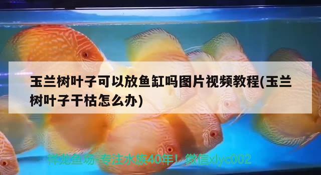 玉蘭樹葉子可以放魚缸嗎圖片視頻教程(玉蘭樹葉子干枯怎么辦) 魚缸水泵