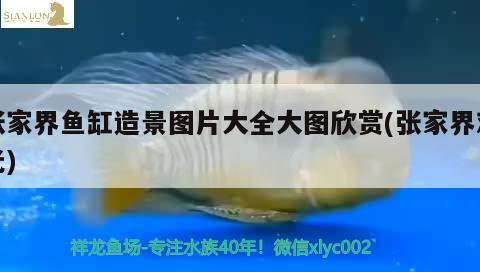 張家界魚缸造景圖片大全大圖欣賞(張家界觀光) 巨骨舌魚