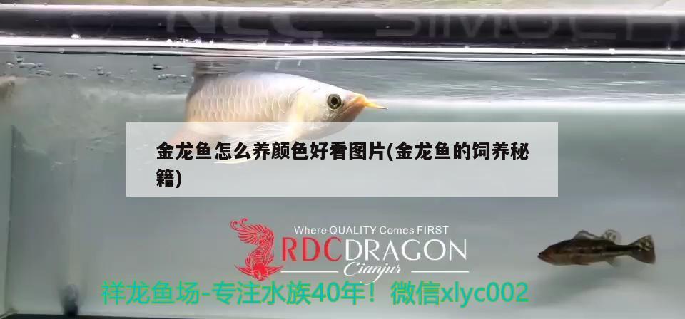 金龍魚怎么養(yǎng)顏色好看圖片(金龍魚的飼養(yǎng)秘籍) 藍(lán)帆三間魚