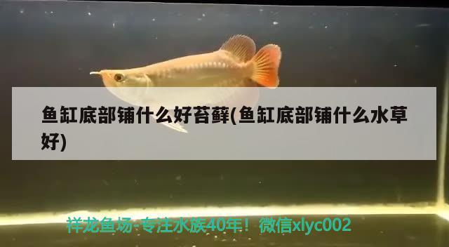 魚缸底部鋪什么好苔蘚(魚缸底部鋪什么水草好) 水草