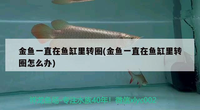 金魚一直在魚缸里轉(zhuǎn)圈(金魚一直在魚缸里轉(zhuǎn)圈怎么辦) 星點(diǎn)金龍魚