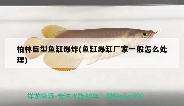 柏林巨型魚缸爆炸(魚缸爆缸廠家一般怎么處理) 觀賞魚市場（混養(yǎng)魚）