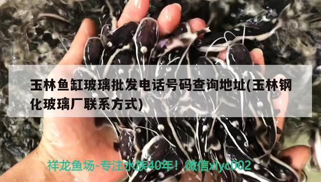 玉林魚缸玻璃批發(fā)電話號碼查詢地址(玉林鋼化玻璃廠聯(lián)系方式)