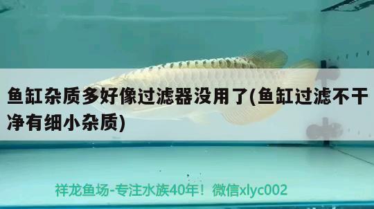 魚(yú)缸雜質(zhì)多好像過(guò)濾器沒(méi)用了(魚(yú)缸過(guò)濾不干凈有細(xì)小雜質(zhì)) 金龍福龍魚(yú)