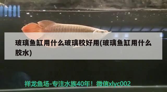 玻璃魚缸用什么玻璃膠好用(玻璃魚缸用什么膠水) 觀賞蝦蟹等飼料