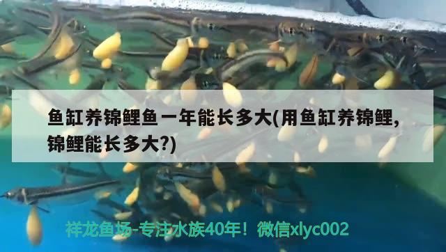 魚缸養(yǎng)錦鯉魚一年能長多大(用魚缸養(yǎng)錦鯉,錦鯉能長多大?)