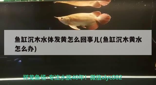 魚(yú)缸沉木水體發(fā)黃怎么回事兒(魚(yú)缸沉木黃水怎么辦)