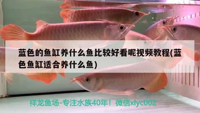 藍(lán)色的魚(yú)缸養(yǎng)什么魚(yú)比較好看呢視頻教程(藍(lán)色魚(yú)缸適合養(yǎng)什么魚(yú))