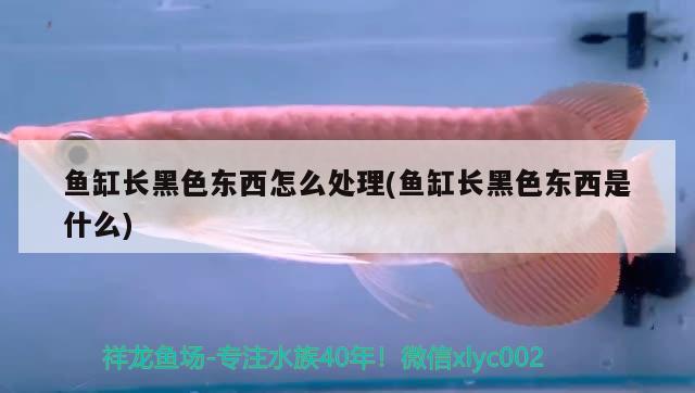 魚缸長黑色東西怎么處理(魚缸長黑色東西是什么) 泰龐海鰱魚