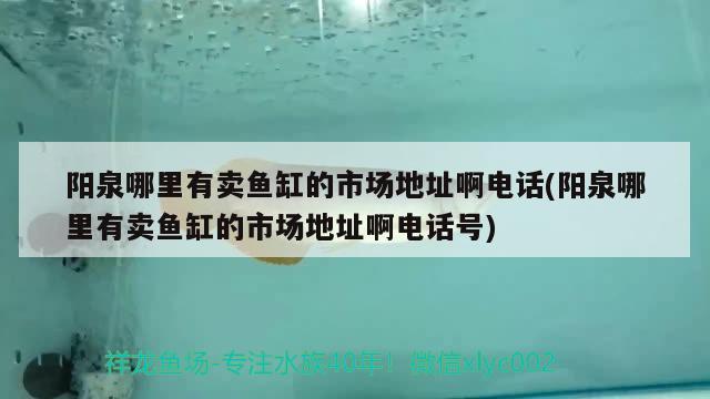 陽泉哪里有賣魚缸的市場地址啊電話(陽泉哪里有賣魚缸的市場地址啊電話號)