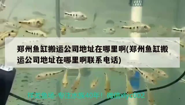 鄭州魚缸搬運公司地址在哪里啊(鄭州魚缸搬運公司地址在哪里啊聯(lián)系電話) 黃金貓魚百科 第1張