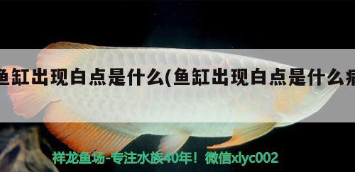 魚缸出現(xiàn)白點(diǎn)是什么(魚缸出現(xiàn)白點(diǎn)是什么病)