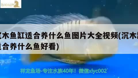 沉木魚缸適合養(yǎng)什么魚圖片大全視頻(沉木缸適合養(yǎng)什么魚好看) 黑金魟魚