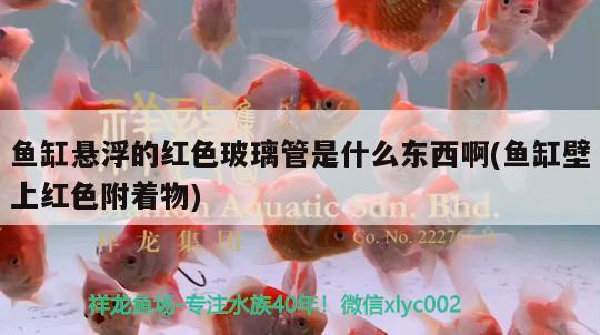 魚缸懸浮的紅色玻璃管是什么東西啊(魚缸壁上紅色附著物)