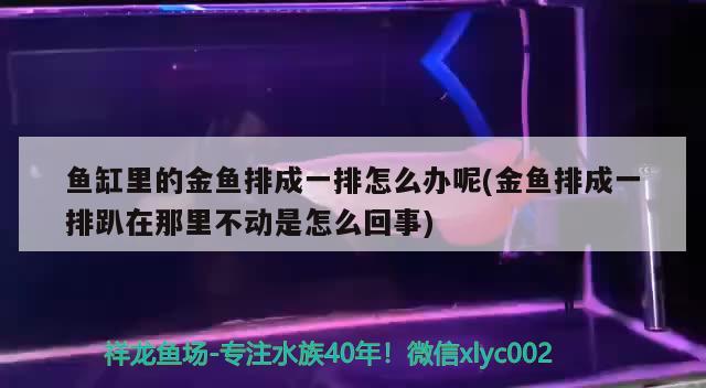 魚缸里的金魚排成一排怎么辦呢(金魚排成一排趴在那里不動是怎么回事) 金龍魚百科