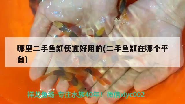 哪里二手魚缸便宜好用的(二手魚缸在哪個(gè)平臺(tái)) 哥倫比亞巨暴魚苗