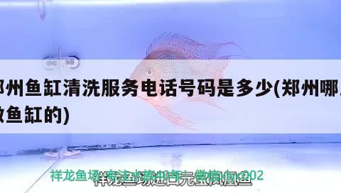 鄭州魚缸清洗服務電話號碼是多少(鄭州哪里做魚缸的) 觀賞魚市場（混養(yǎng)魚）