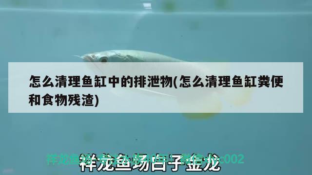 怎么清理魚(yú)缸中的排泄物(怎么清理魚(yú)缸糞便和食物殘?jiān)?