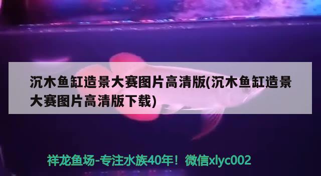 沉木魚(yú)缸造景大賽圖片高清版(沉木魚(yú)缸造景大賽圖片高清版下載) 白子黑帝王魟魚(yú)