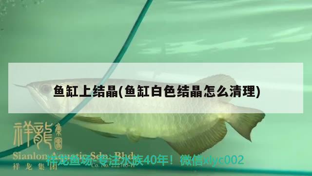 魚(yú)缸上結(jié)晶(魚(yú)缸白色結(jié)晶怎么清理) 薩伊藍(lán)魚(yú)