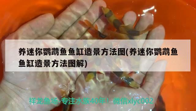 養(yǎng)迷你鸚鵡魚魚缸造景方法圖(養(yǎng)迷你鸚鵡魚魚缸造景方法圖解) 鸚鵡魚