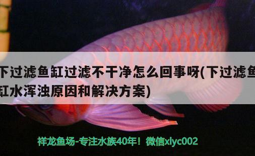 下過濾魚缸過濾不干凈怎么回事呀(下過濾魚缸水渾濁原因和解決方案) 新加坡號半紅龍魚（練手級紅龍魚）