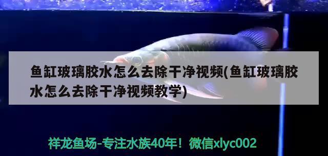 魚缸玻璃膠水怎么去除干凈視頻(魚缸玻璃膠水怎么去除干凈視頻教學(xué))