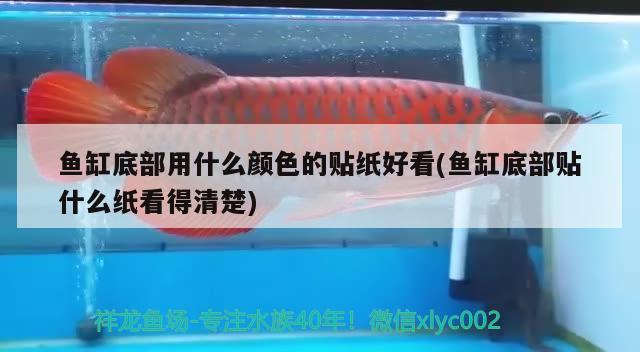 魚缸底部用什么顏色的貼紙好看(魚缸底部貼什么紙看得清楚) 白化巴西龜（白巴）