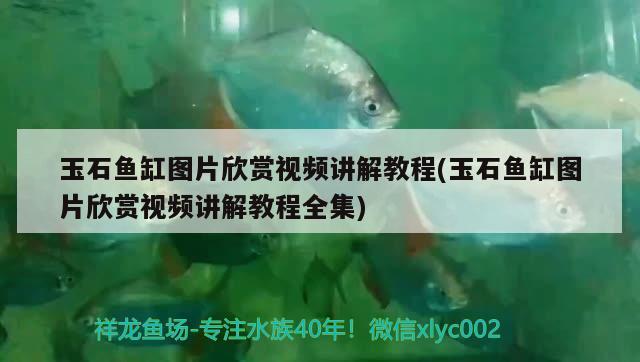 玉石魚缸圖片欣賞視頻講解教程(玉石魚缸圖片欣賞視頻講解教程全集) 白子關(guān)刀魚苗