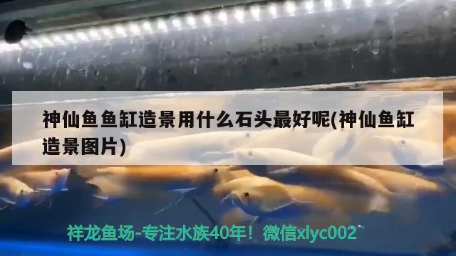 神仙魚(yú)魚(yú)缸造景用什么石頭最好呢(神仙魚(yú)缸造景圖片) 羅漢魚(yú)批發(fā)