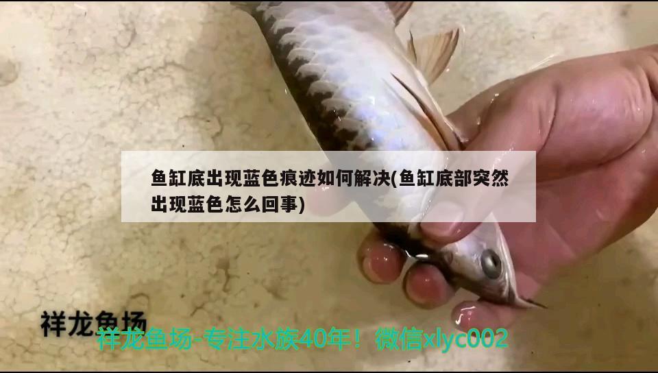 魚缸底出現(xiàn)藍(lán)色痕跡如何解決(魚缸底部突然出現(xiàn)藍(lán)色怎么回事) 古典過背金龍魚 第1張