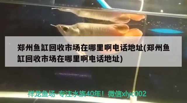 鄭州魚缸回收市場在哪里啊電話地址(鄭州魚缸回收市場在哪里啊電話地址) 朱巴利魚