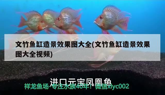 文竹魚缸造景效果圖大全(文竹魚缸造景效果圖大全視頻)