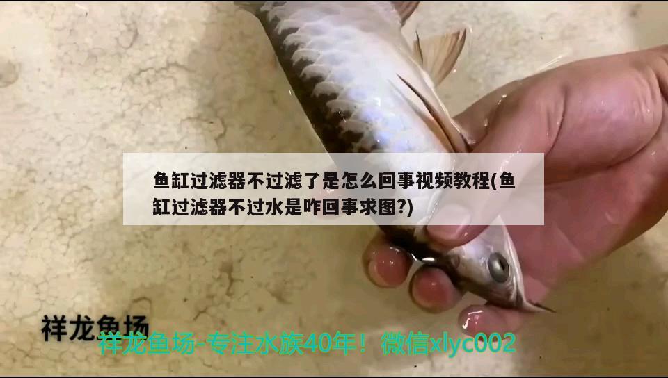 魚缸過濾器不過濾了是怎么回事視頻教程(魚缸過濾器不過水是咋回事求圖?)