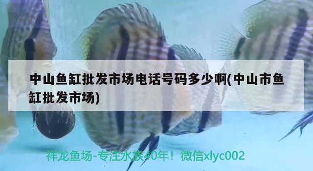 中山魚缸批發(fā)市場電話號碼多少啊(中山市魚缸批發(fā)市場) 巴西亞魚苗