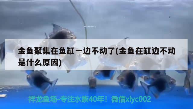 金魚聚集在魚缸一邊不動了(金魚在缸邊不動是什么原因)